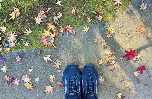 もみじと足元 紅葉,もみじ,落ち葉の写真素材