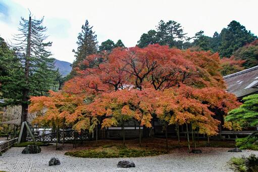 千如寺の大楓 千如寺,紅葉,大楓の写真素材