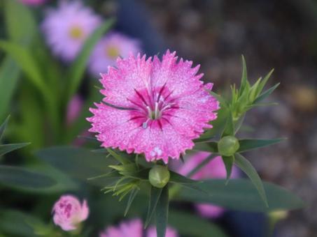 日暮草 撫子,花,flowerの写真素材