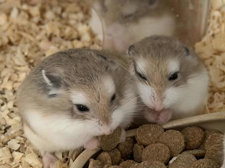 エサを食べるロボロフスキーハムスター達 ジャンガリアンハムスター,ジャンガリアン,鼠の写真素材