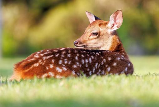 奈良公園の鹿の写真