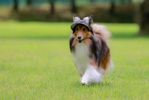 シェルティ 風景,シェルティ,ペットの写真素材