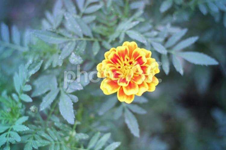 マリーゴールド オレンジの花,散歩道,秋の写真素材
