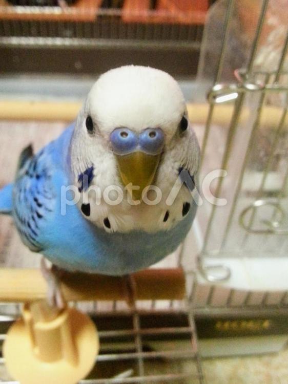 見つめるセキセイインコ 鳥,小鳥,インコの写真素材