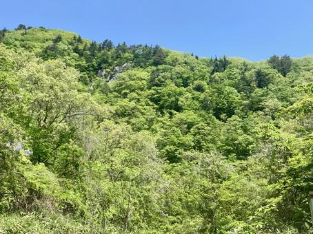 自然を感じる木々 芽吹き,背景,自然の写真素材