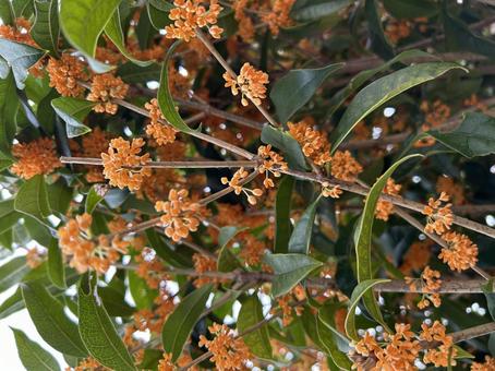 キンモクセイの写真 キンモクセイ,秋,緑の写真素材