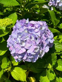 Purple hydrangea, JPG