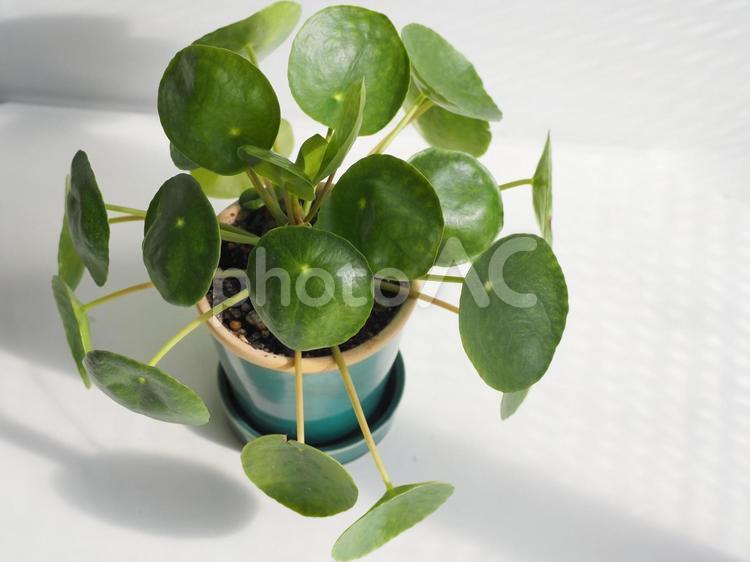 観葉植物　ピレア・ペペロミオイデス⑨ 観葉植物,ピレアペペロミオイデス,ピレアの写真素材
