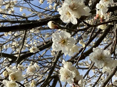 梅の花 梅の花の写真