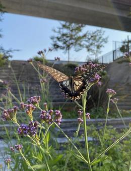 アゲハ蝶の写真