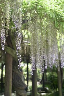 藤の花 藤の花の写真