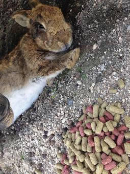 大久野島 うさぎ 大久野島 うさぎの写真