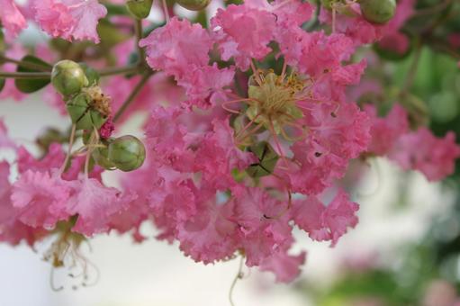 さるすべりの花2 さるすべりの花2 さるすべり,初夏の花,ピンク色の写真素材