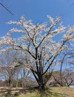 桜 桜の写真