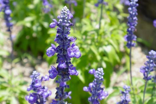 初夏~秋まで咲くブルーサルビアの花2 初夏~秋まで咲くブルーサルビアの花2 花,ブルーサルビア,夏の写真素材