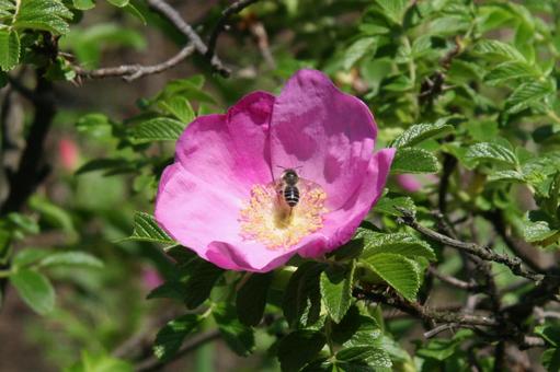 ハマナス・浜茄子　蜂 ハマナス,クローズアップ,芳香の写真素材