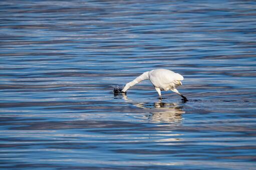 ダイサギの狩り(33) 鳥,ダイサギ,狩りの写真素材