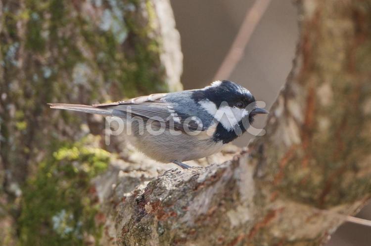 木にとまった可愛いヒガラ ヒガラ,小鳥,野鳥の写真素材