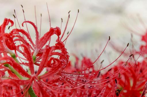 彼岸花 彼岸花 ひが,ヒガンバナ,曼珠沙華の写真素材