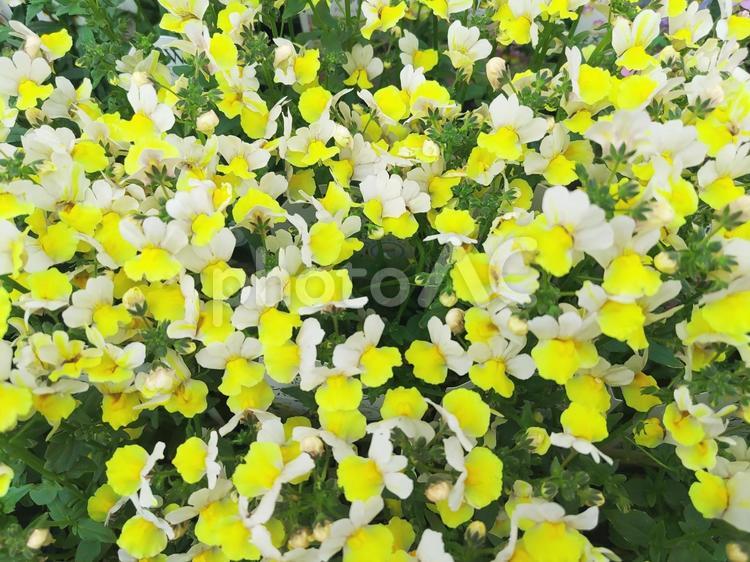 ネメシアアロマンス ネメシア,ネメシアアロマンス,春の写真素材