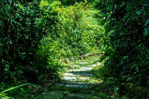 A walkway surrounded by greenery, JPG