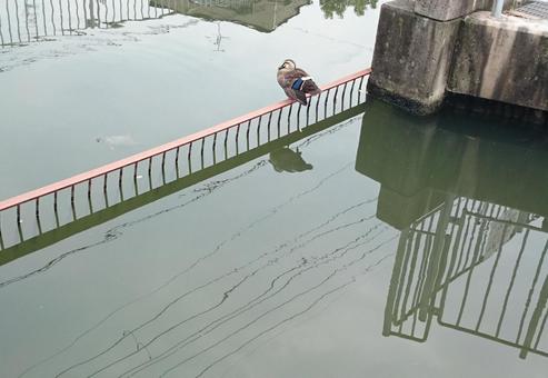 休憩しているカモと泳いでいるカメ 休憩しているカモと泳いでいるカメの写真