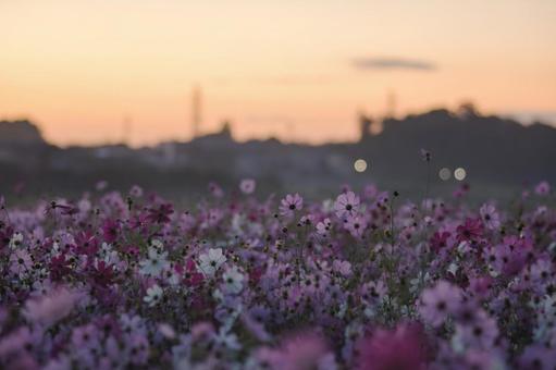 朝焼けのコスモス畑 朝焼けのコスモス畑の写真