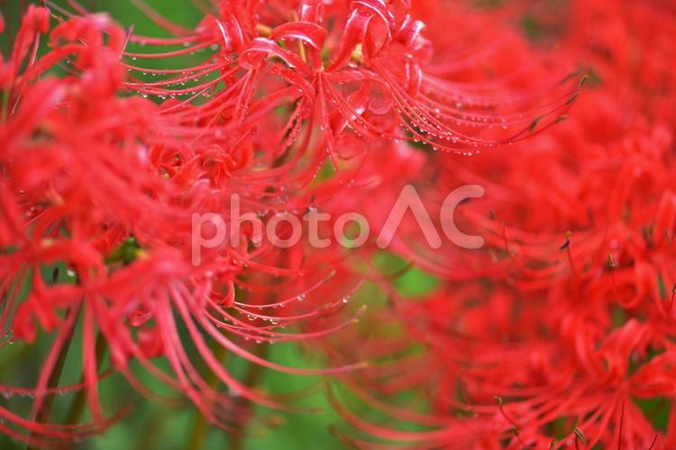 雨に濡れた赤い彼岸花 flower,お彼岸,フラワーの写真素材