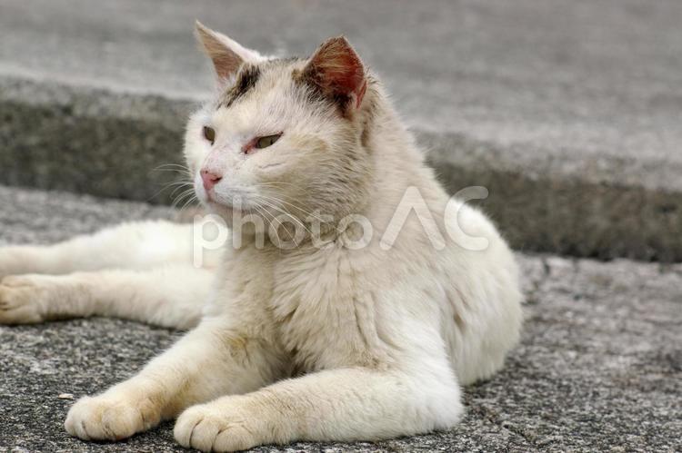 遠くを見つめる堤防の大きな白キジ猫 ネコ,白キジ猫,ノラ猫の写真素材