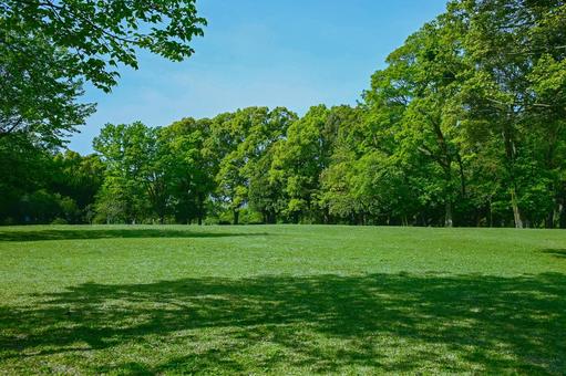緑の公園 緑の公園 森,緑,木の写真素材