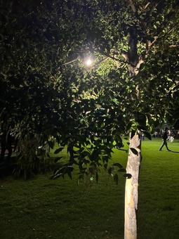 木陰に灯る芝生 樹木,木,葉の写真素材