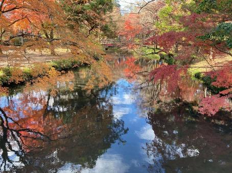 水面に映える紅葉 水面に映える紅葉の写真