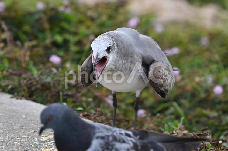 鳩に向かって怒って威嚇するカモメ 鳥,野鳥,自然の写真素材