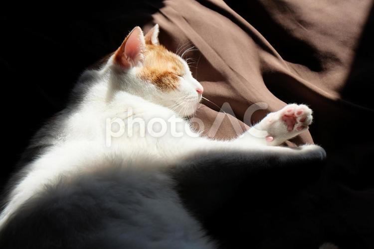 差し込んだ光と猫_09 猫,ネコ,猫画像の写真素材