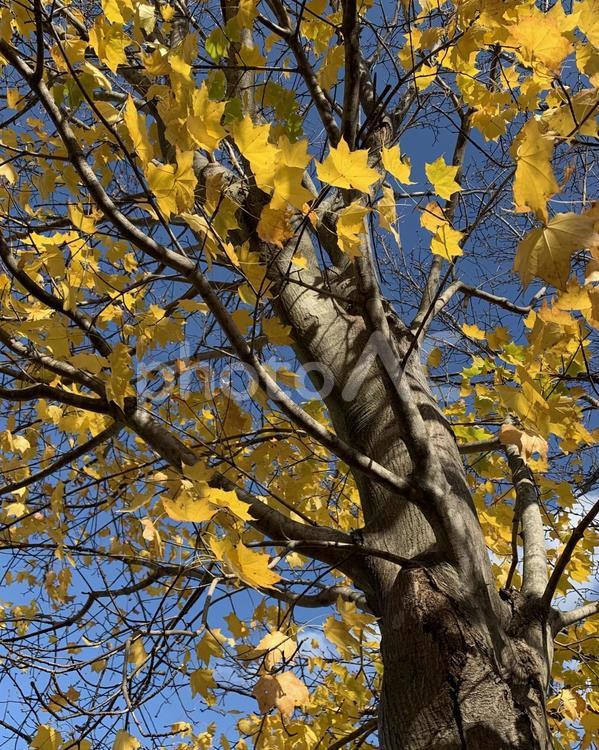 イチョウの木 イチョウの木,イチョウ,秋の写真素材