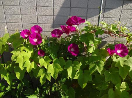 朝顔の幸せ　朝日を浴びて開花 朝顔,幸せ,朝日の写真素材