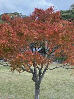 紅葉 もみじ,紅葉,秋の写真素材