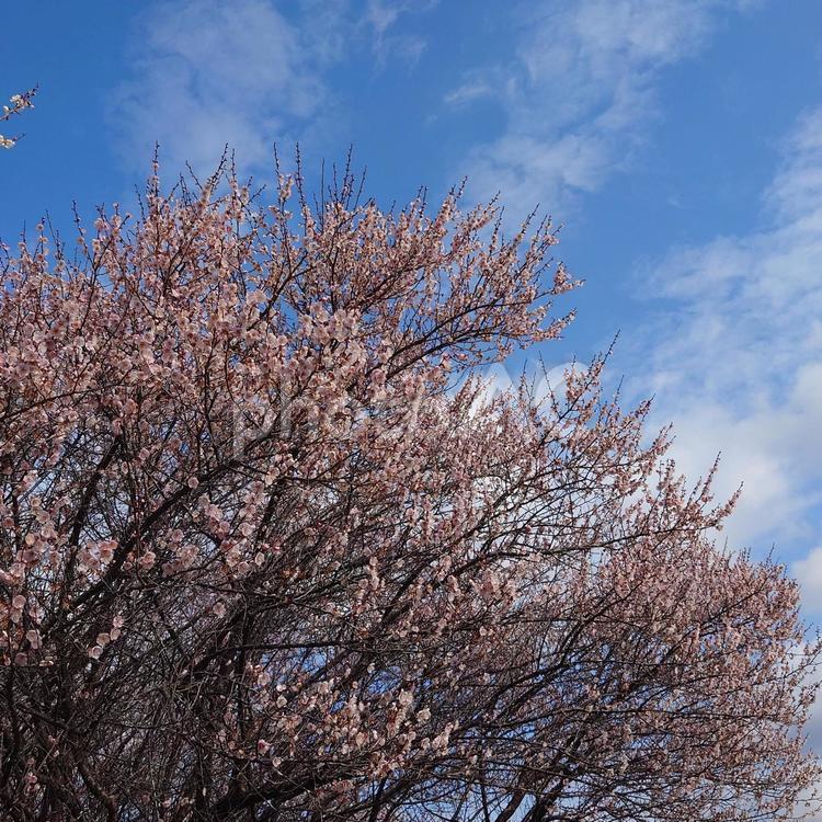 ピンクの大きな梅の木と早春の空 梅,白い花,梅の木の写真素材