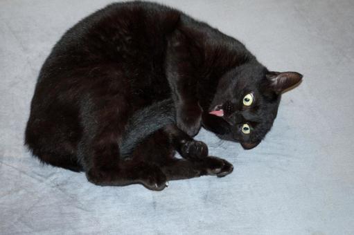 毛づくろいしている黒猫 毛づくろいしている黒猫 ネコ,黒,クロネコの写真素材