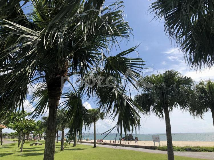 沖縄の風景 沖縄,観光,旅行の写真素材