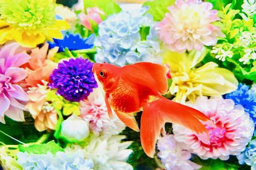 金魚と花の背景 金魚と花の背景 金魚,魚,生き物の写真素材