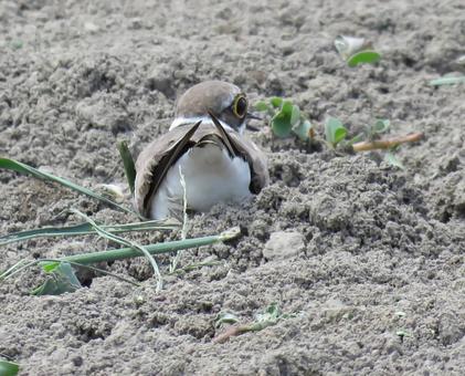 A little ringed plover sitting in a field, JPG A little ringed plover sitting in a field, JPG