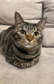 キジトラ箱座り キジトラ,箱座り,リラックスの写真素材