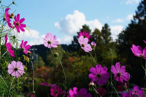 山と雲と秋桜 山と雲と秋桜の写真