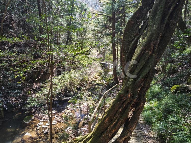 恵那　不動の滝　春 2 山,春,滝の写真素材