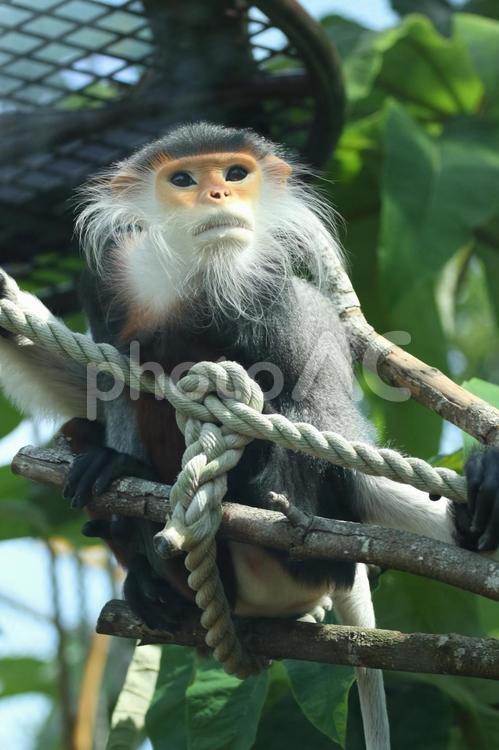 美しいサル　アカアシドゥクラングール③ アカアシドゥクラングール,ラングール,オナガザルの写真素材