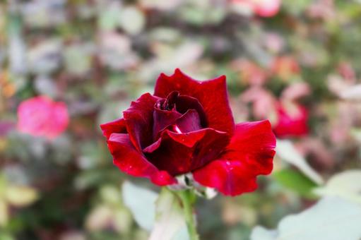 薔薇 黒真珠 薔薇 黒真珠 薔薇,バラ,黒真珠の写真素材