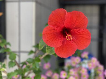 ハイビスカスの写真