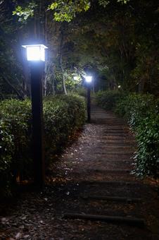 猿江恩賜公園　夜景　2025年 猿江恩賜公園,夜,公園の写真素材