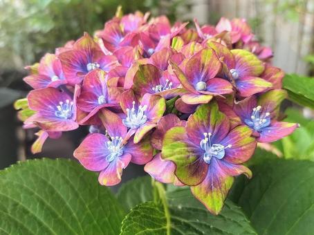 緑の紫陽花・シュロスバッカーバルト 緑の紫陽花・シュロスバッカーバルト 紫陽花,アジサイ,シュロスバッカーバルトの写真素材
